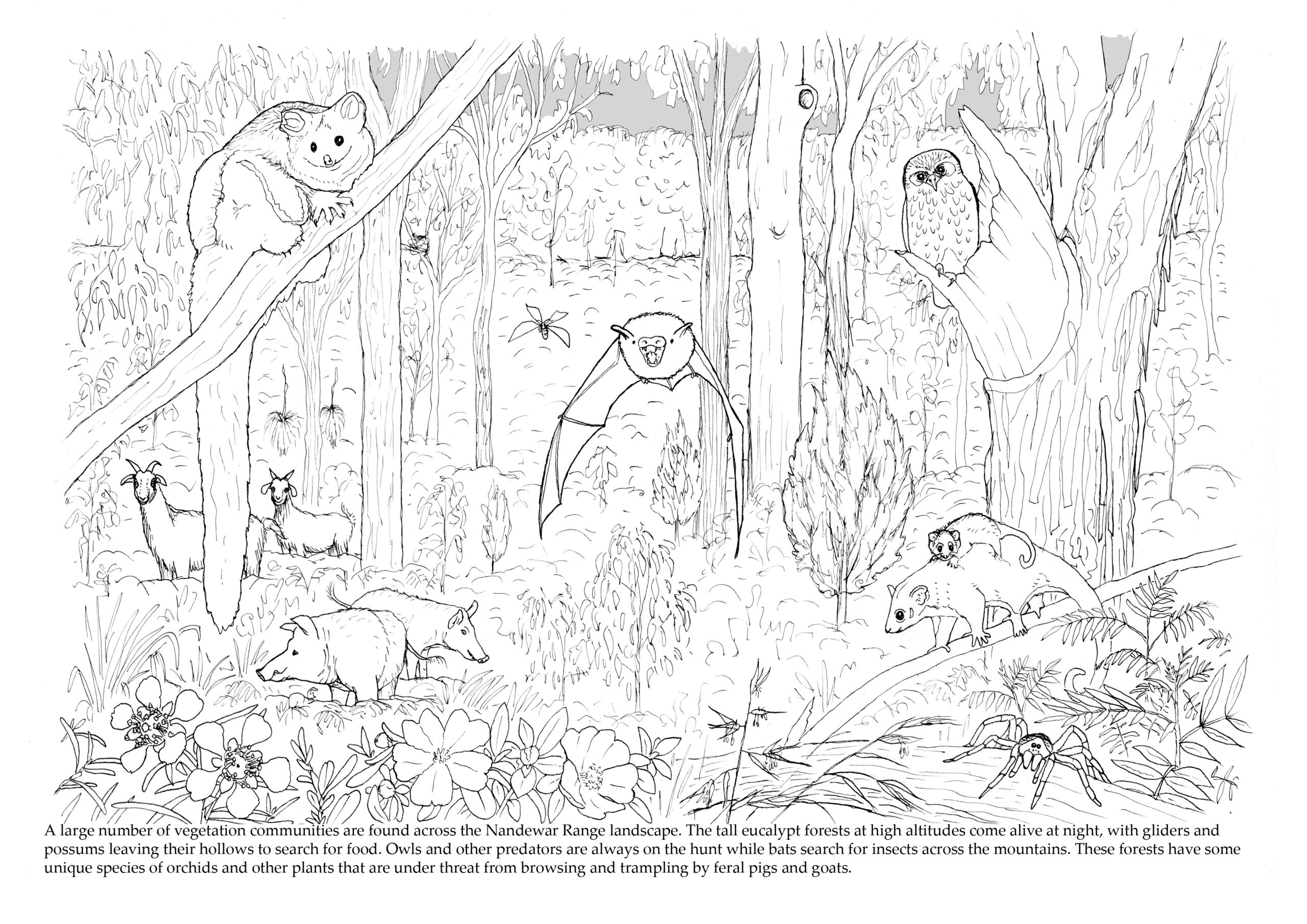 ‘Mount Kaputar: A living volcano’ – free ebook to download | Paperbark