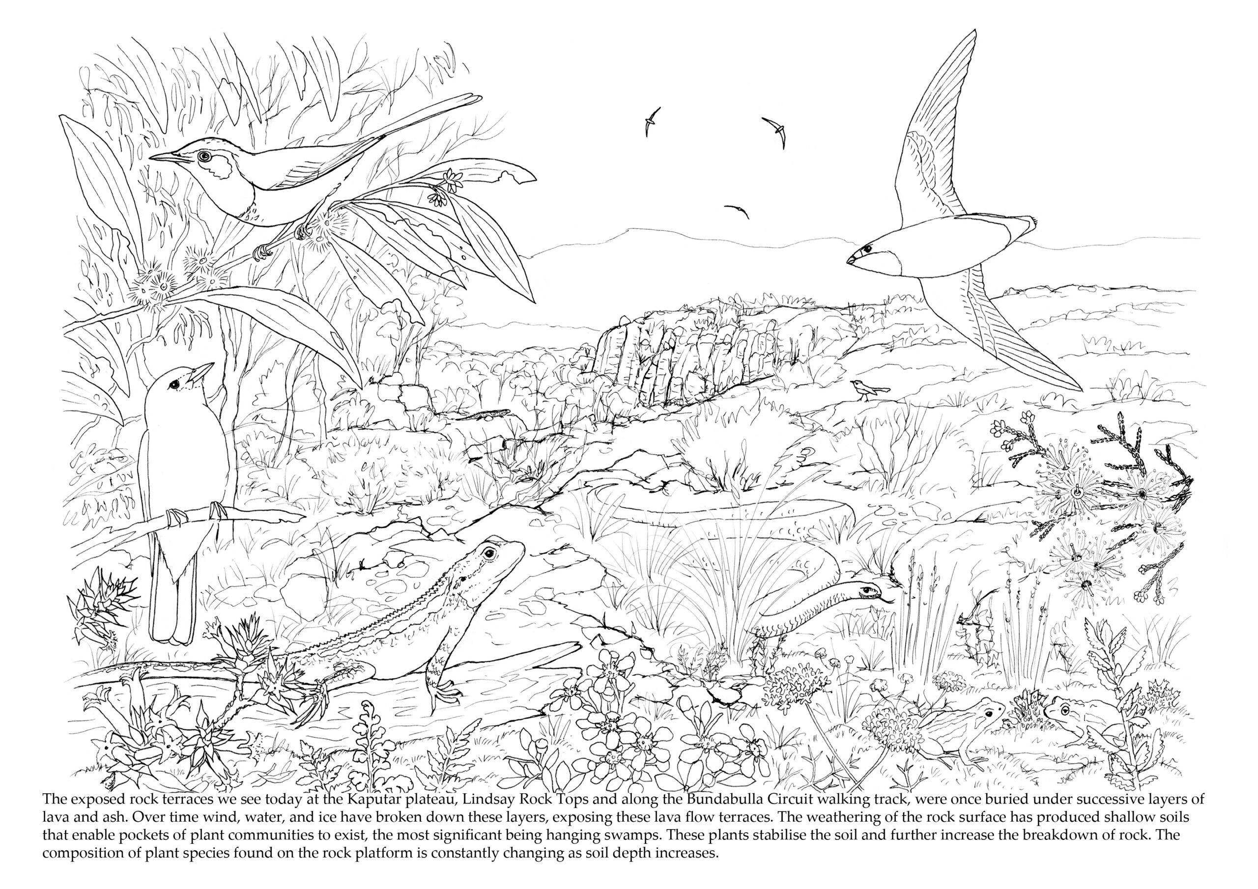 ‘Mount Kaputar: A living volcano’ – free ebook to download | Paperbark