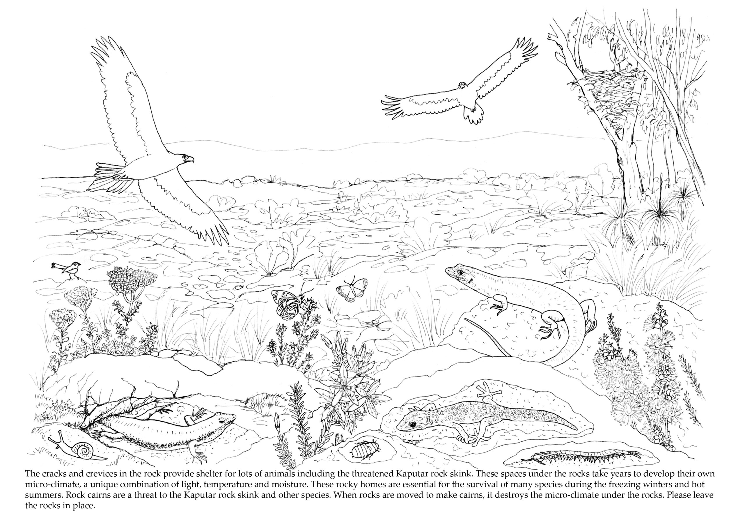 ‘Mount Kaputar: A living volcano’ – free ebook to download | Paperbark