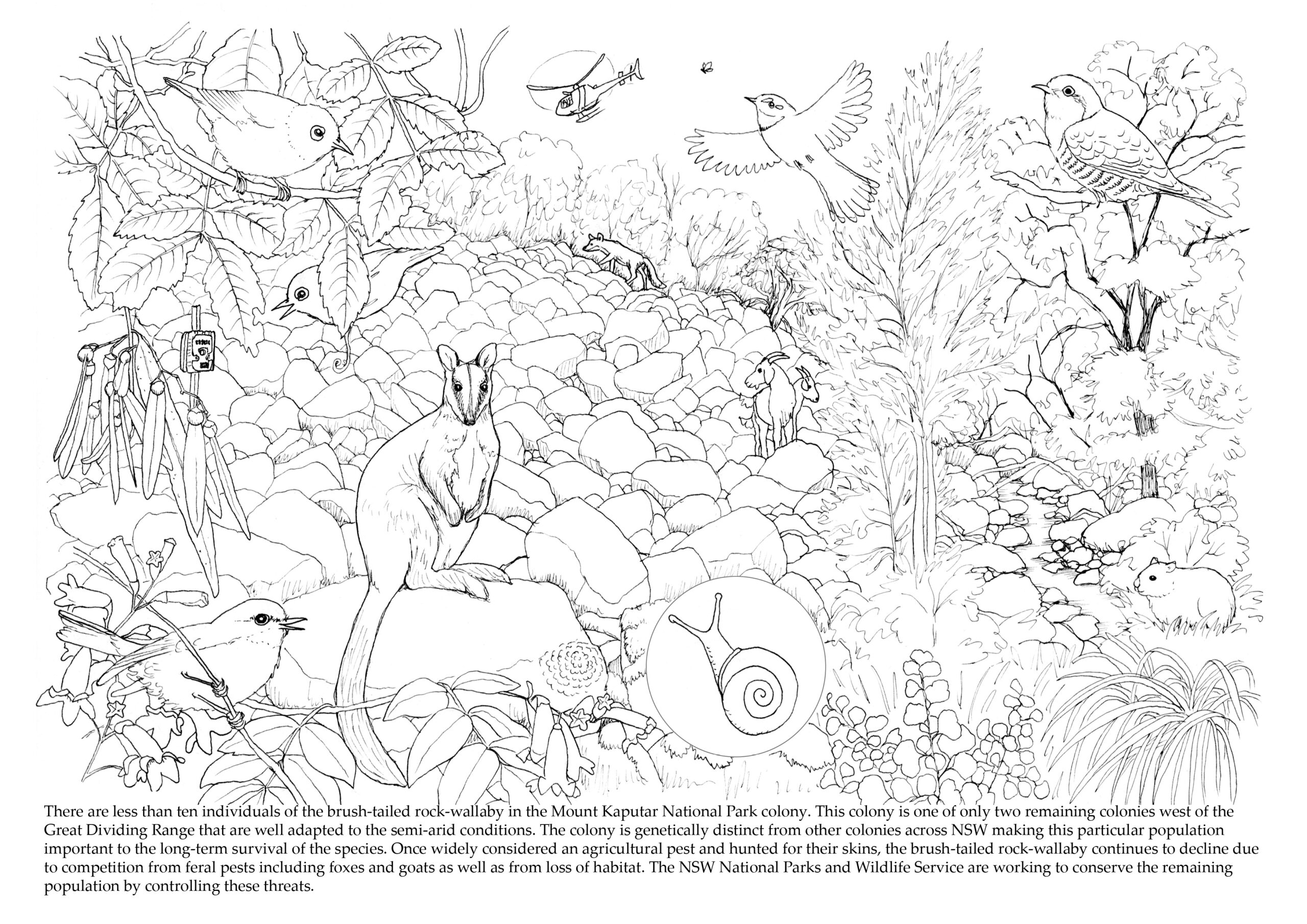 ‘Mount Kaputar: A living volcano’ – free ebook to download | Paperbark