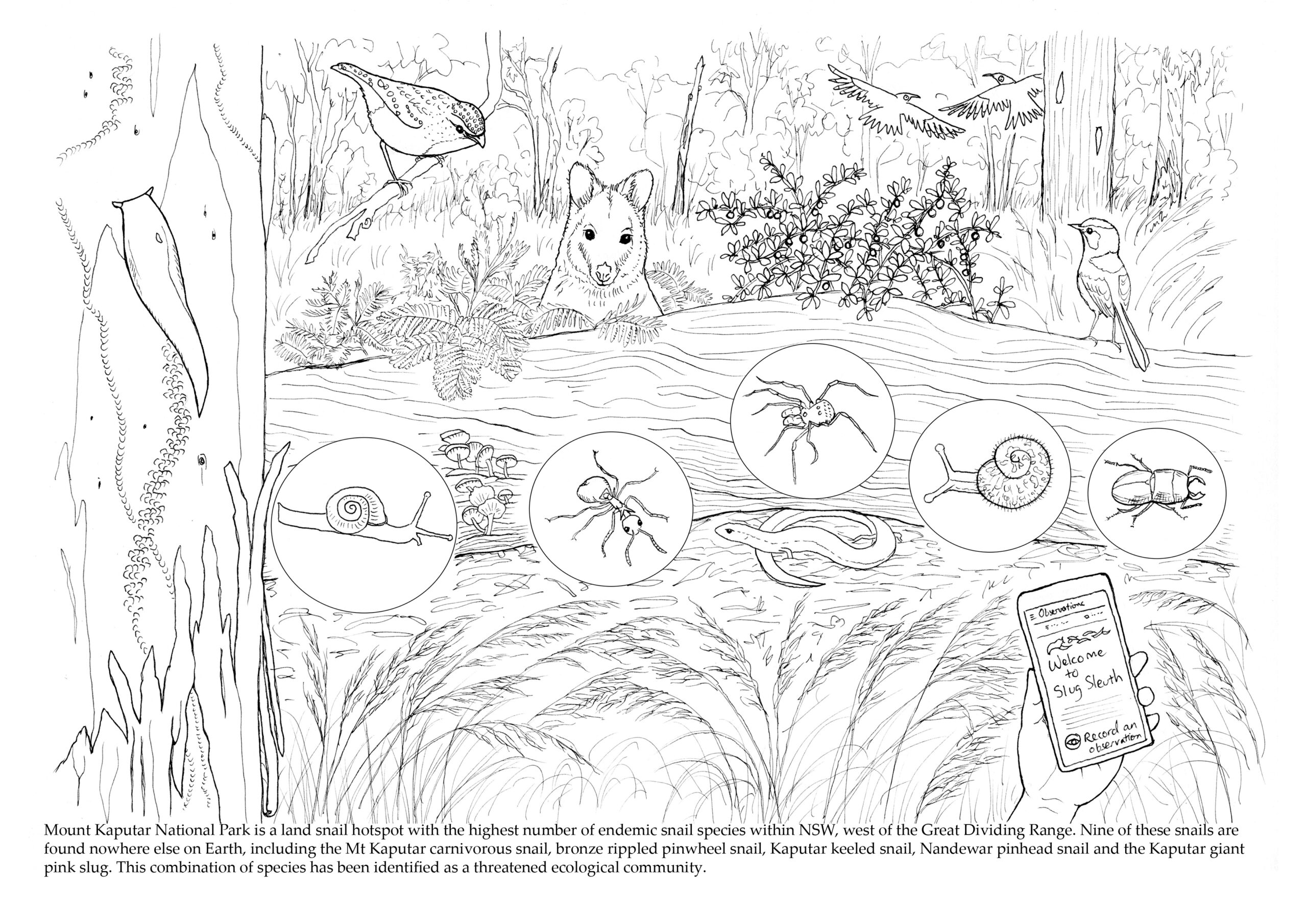 ‘Mount Kaputar: A living volcano’ – free ebook to download | Paperbark