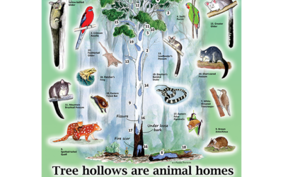 Tree hollows are animal homes #2