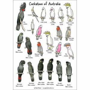 Cockatoos of Australia sticker sheet