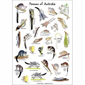 Possums of Australia sticker sheet